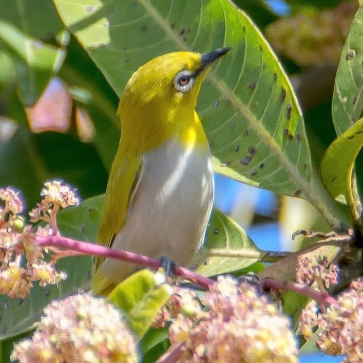 Indian white-eye